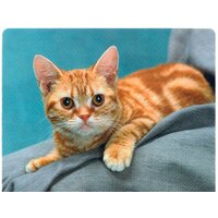 Коврик для мыши Defender Silk (50706) - Превью изображения №9 — Интернет-магазин Nexton